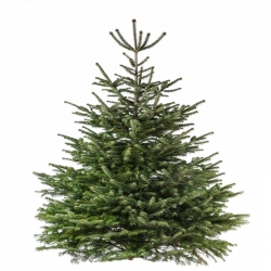 A lush green evergreen tree with dense branches, shaped in a classic conical form.