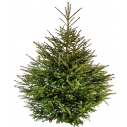 A lush green Christmas tree with dense, pointed branches.