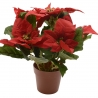A vibrant faux poinsettia plant with deep red flowers and lush green leaves in a brown pot.