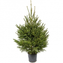 A lush, green evergreen tree in a black pot, with full branches and a tapered shape.