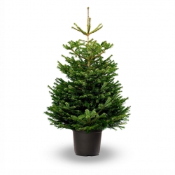Groene kerstboom in pot, met volle takken en een rechte top, op een witte achtergrond.