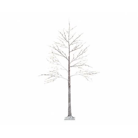 A tall, slender tree with bare branches, featuring a textured, light-colored trunk. A tall, slender tree with bare branches, featuring a textured, light-colored trunk.