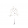 A tall, slender tree with bare branches, featuring a textured, light-colored trunk.
