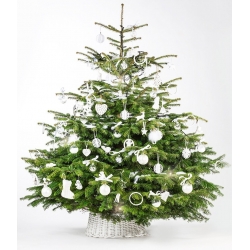 A lush green Christmas tree adorned with white ornaments and ribbons, set in a woven basket.