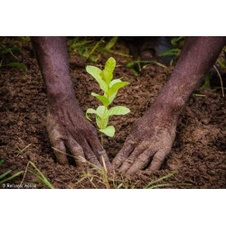 Hands gently planting a small green sprout into rich, dark soil.