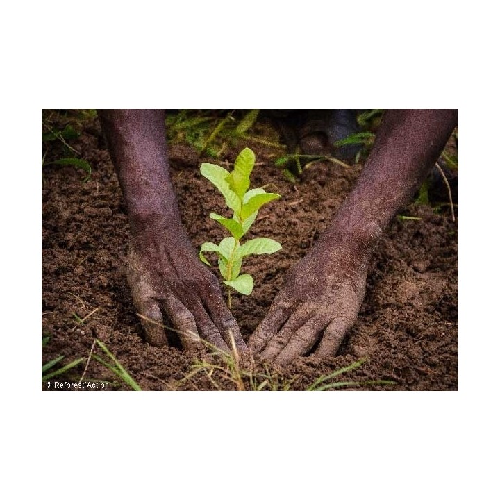 Donkere handen planten een groene spruit in rijke, bruine aarde.