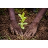 Hands gently planting a small green sprout into rich, dark soil.
