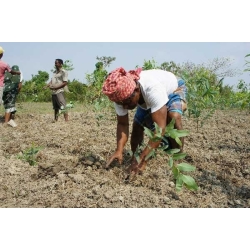 A farmer kneels in a sunlit field, planting young green shoots in dry soil.
