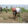 A farmer kneels in a sunlit field, planting young green shoots in dry soil.