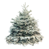 A frosted evergreen tree, densely packed with soft, snowy branches.