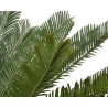 Lush green palm fronds with delicate, feathery leaves against a white background.