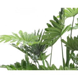 Lush green leaves with varying shapes create a vibrant, tropical feel.