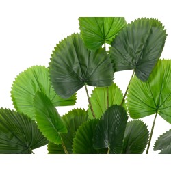 Groene bladeren met een waaierachtige vorm, variërend van donkergroen tot helder groen.