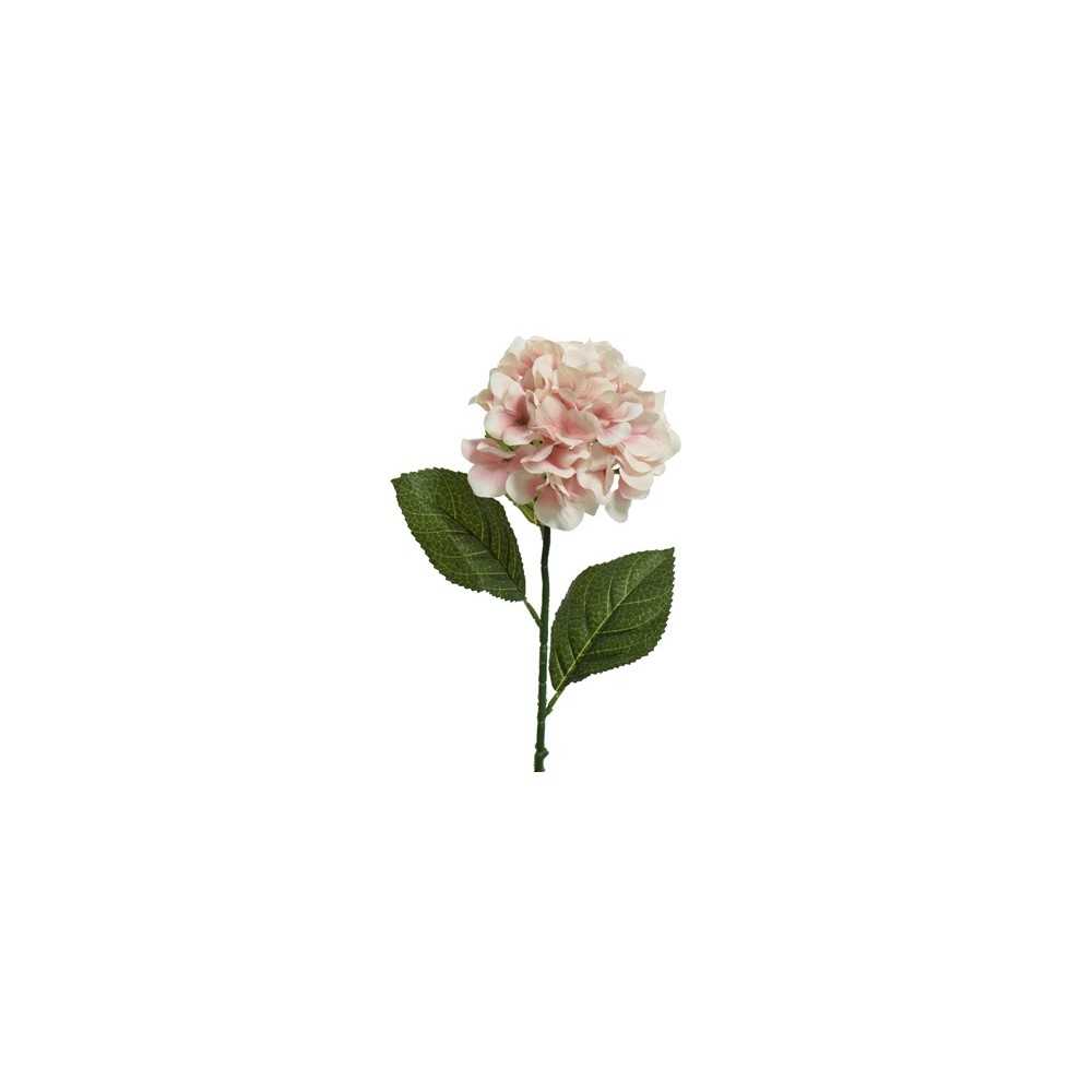 A delicate pink hydrangea flower with green leaves on a slender stem.