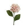 A delicate pink hydrangea flower with green leaves on a slender stem.