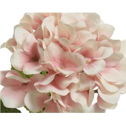 Delicate clusters of pale pink flowers with soft, rounded petals and lush green leaves.