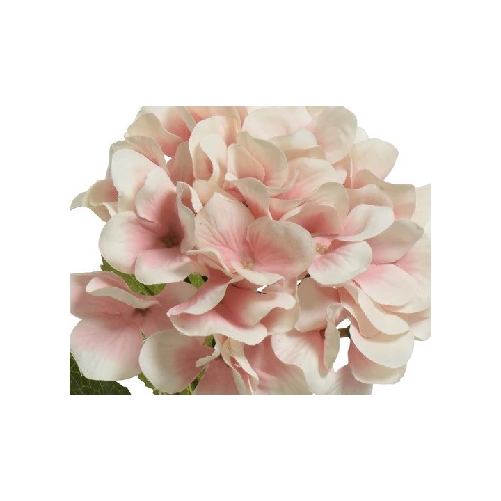 Zachte, romige bloemen in lichtroze tinten met groene bladeren, elegant en vol.