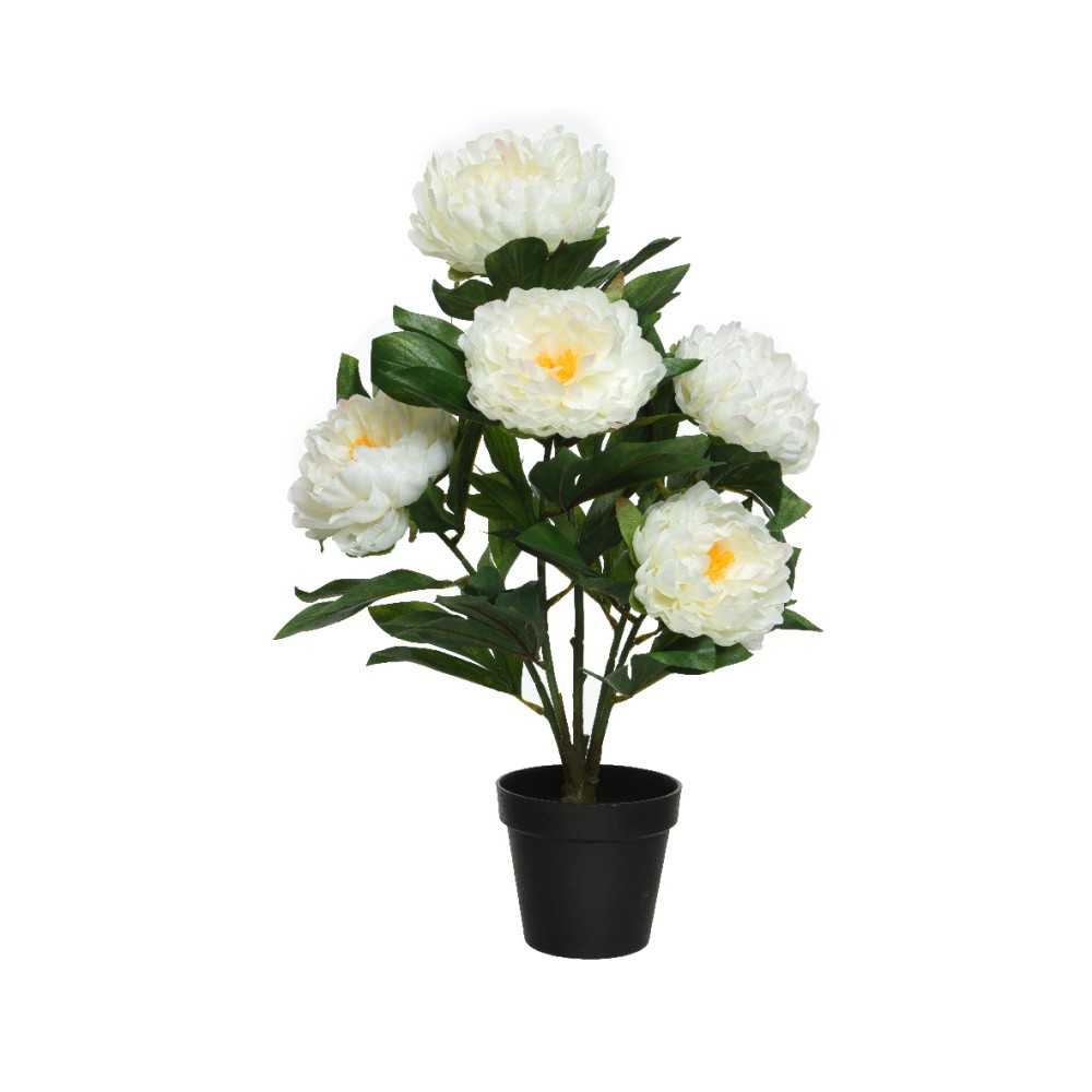 Witte bloemen met gele accenten in een zwarte pot, omringd door groene bladeren.