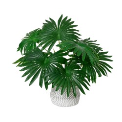 A lush arrangement of large, glossy green leaves in a woven white pot.
