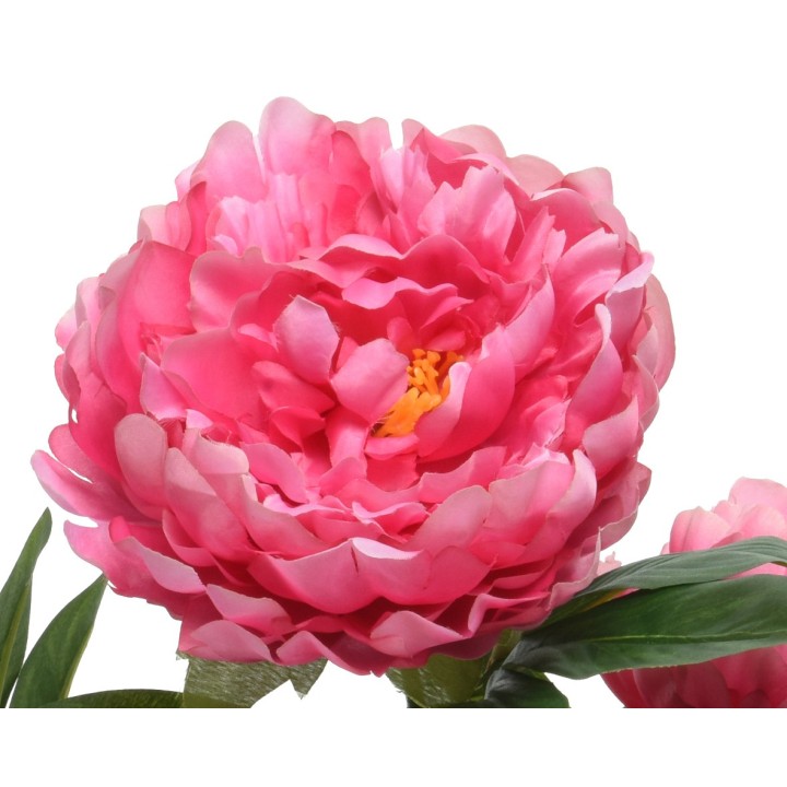Een grote, volle, roze pioenroos met gele stamper en groene bladeren.