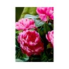 Vibrant pink peonies bloom amidst lush green leaves, creating a lively floral arrangement.