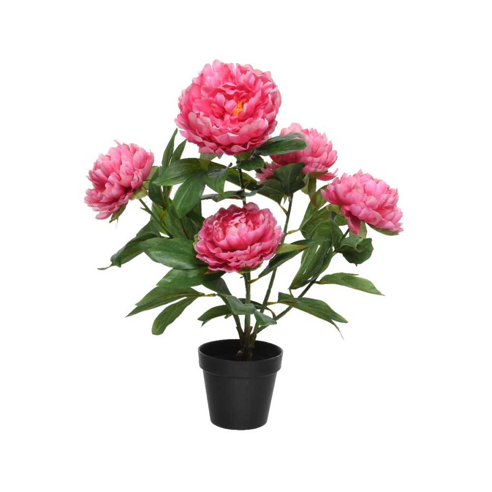 A vibrant pink peony plant with lush green leaves in a simple black pot.