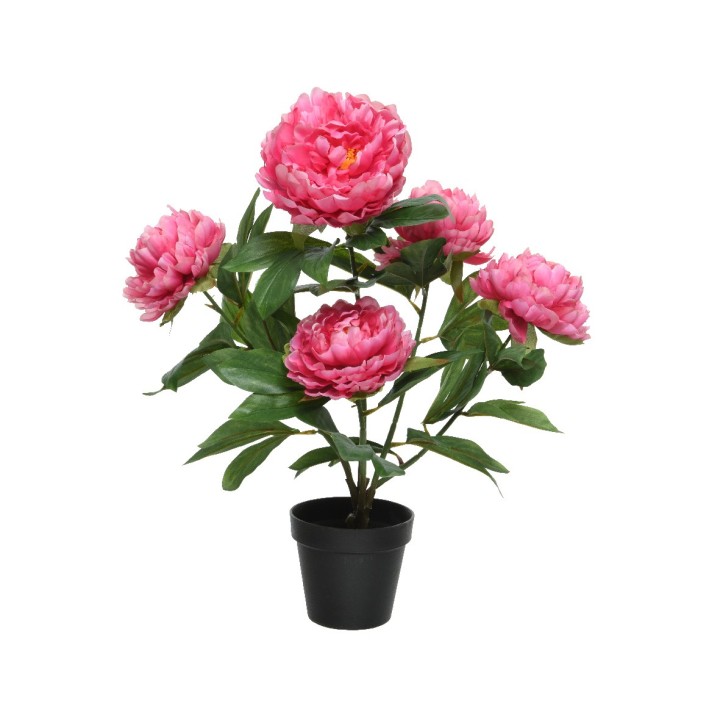 Vijf grote, roze pioenrozen in een zwarte pot met groene bladeren.