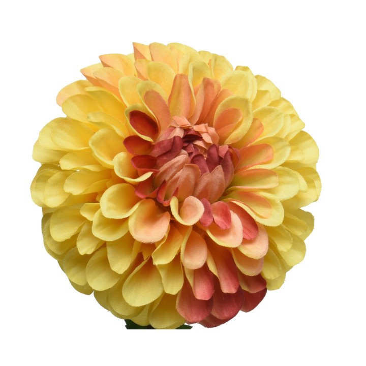Gele bloem met volle, ronde bloemblaadjes in warme tinten van geel naar oranje.