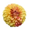 A large, vibrant yellow flower with layered petals, featuring hints of orange at the center.