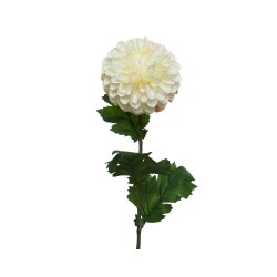 Witte chrysant met volle bloemblaadjes op een groene steel met bladeren.