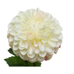 Romantische dahlia met volle, crèmekleurige bloemblaadjes en groene bladeren.
