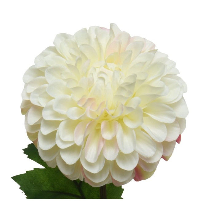 Romantische dahlia met volle, crèmekleurige bloemblaadjes en groene bladeren.