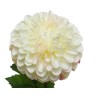 A soft, creamy white dahlia with layered petals and green leaves.
