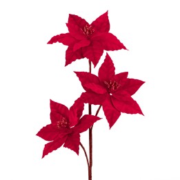 Drie felrode poinsettia-bloemen met een prachtige, gestructureerde blaadjes op een slanke stam.